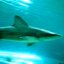 Animal Shark